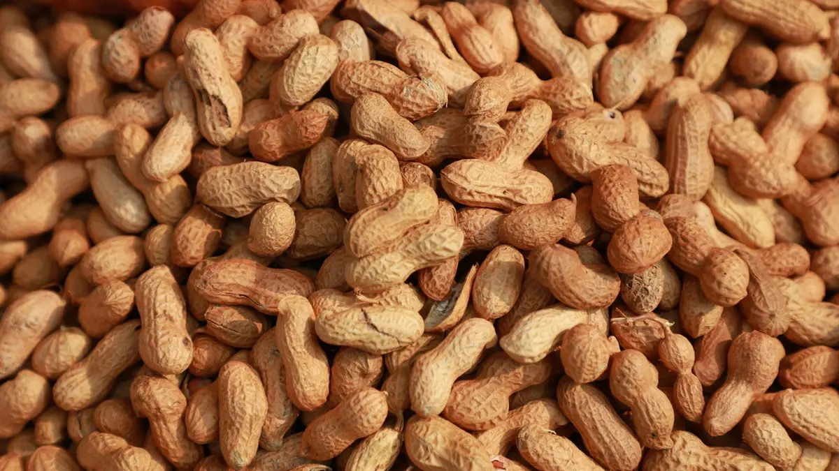 A close-up view of unshelled peanuts on a surface.